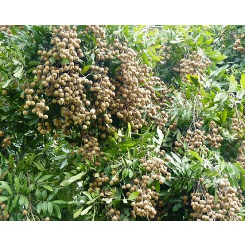 Nhãn lồng sớm