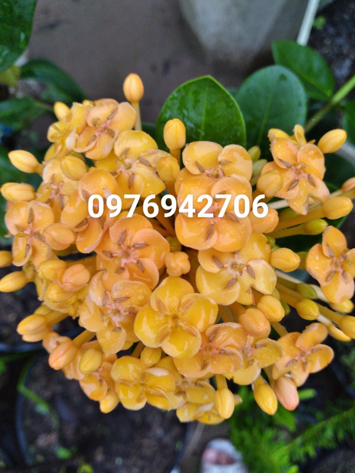 Cây phụng hoàng kim loại đại50-60CM, về trồng siêu bông- ( giao cây giống ảnh cuối )