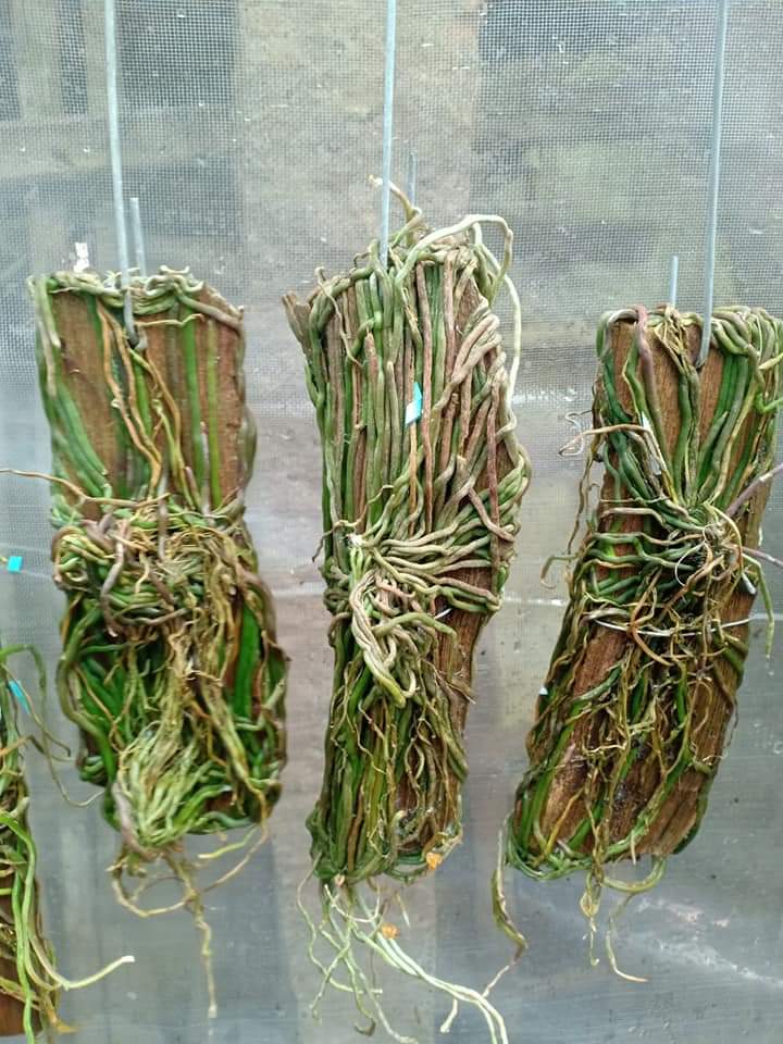 Căn Diệp khủng hàng sưu tầm