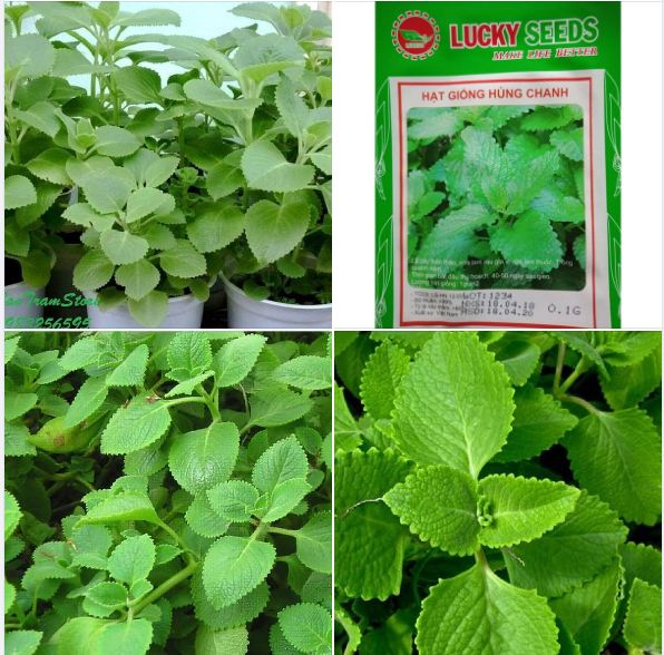 "Gói 0.1Gr=550Hạt " Hạt giống cây húng chanh