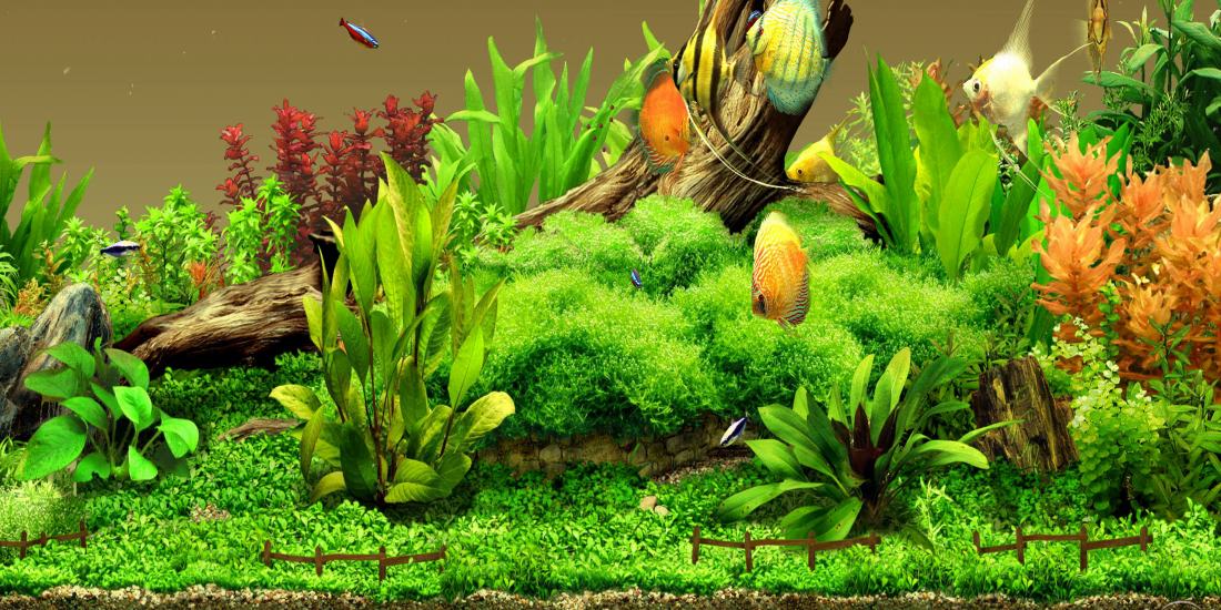 Tranh dán hồ cá HD Cây cỏ thủy sinh HC014 nhiều kích thước