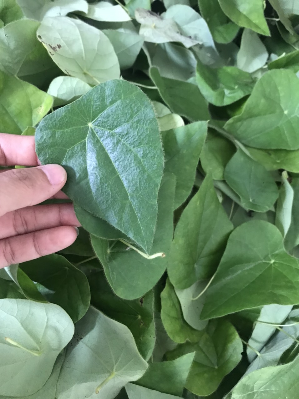 Lá sâm lông tươi 100gr