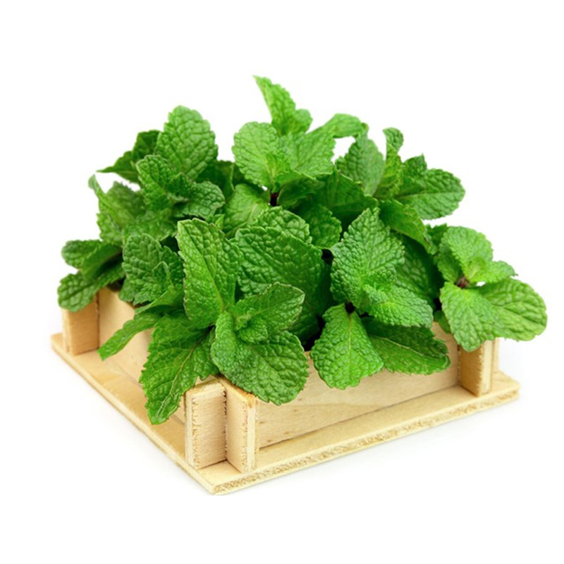 Hạt giống rau húng lủi - rau thơm húng lủi - cây sinh trường tốt , khánh bênh, năng suất cao