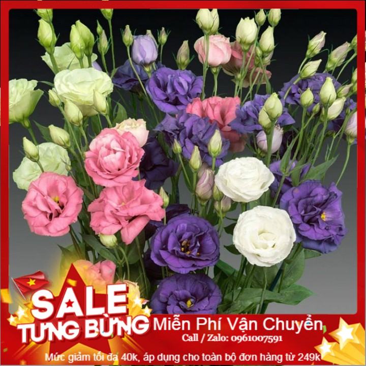 Hạt giống hoa cát tường - 5 hạt