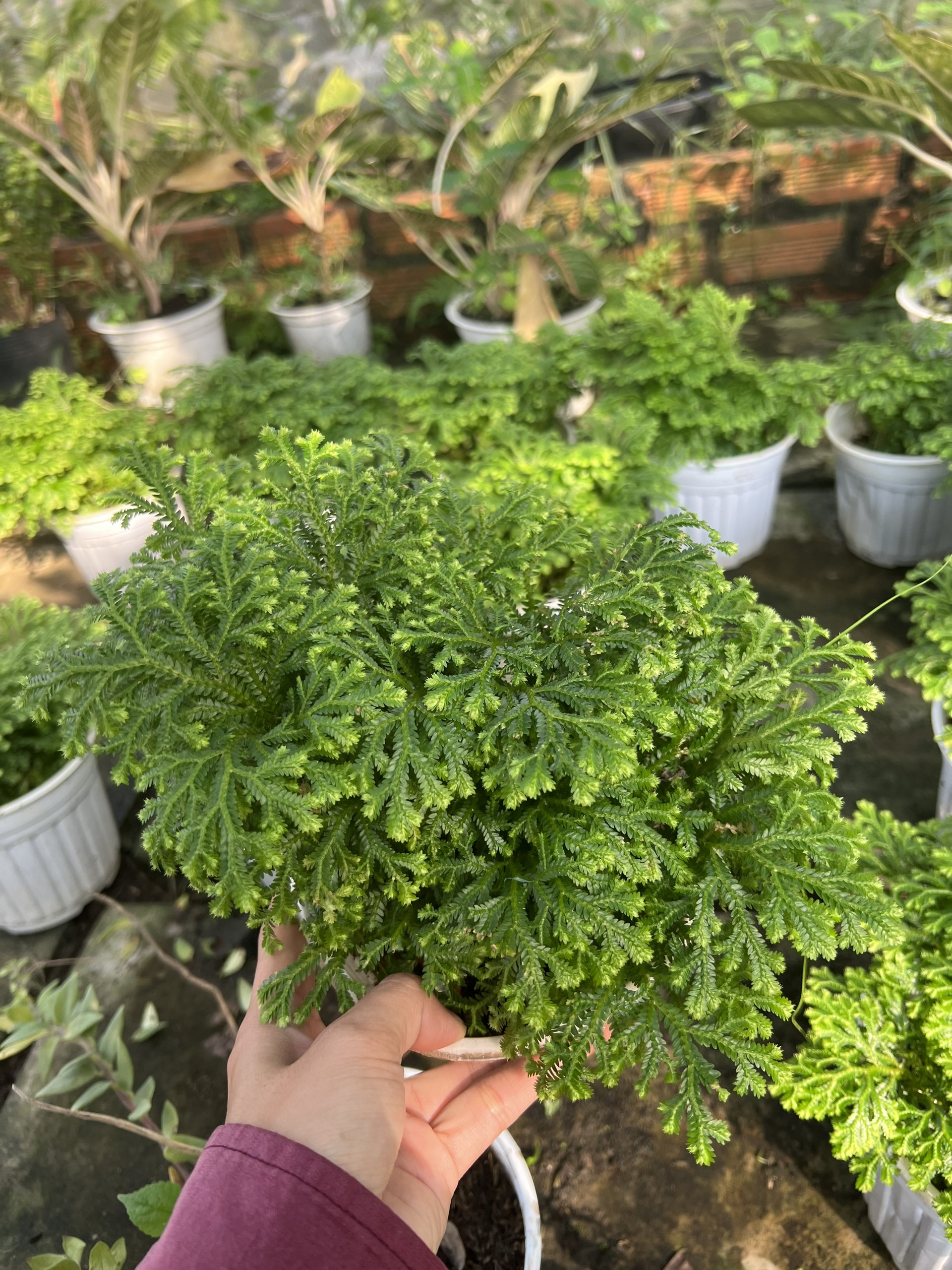 Chậu cây Rêu San Hô - Rêu San Hô xanh ưa bóng - trang trí bàn làm việc, kệ sách - Cây dễ trồng, không cần chăm sóc cầu kì