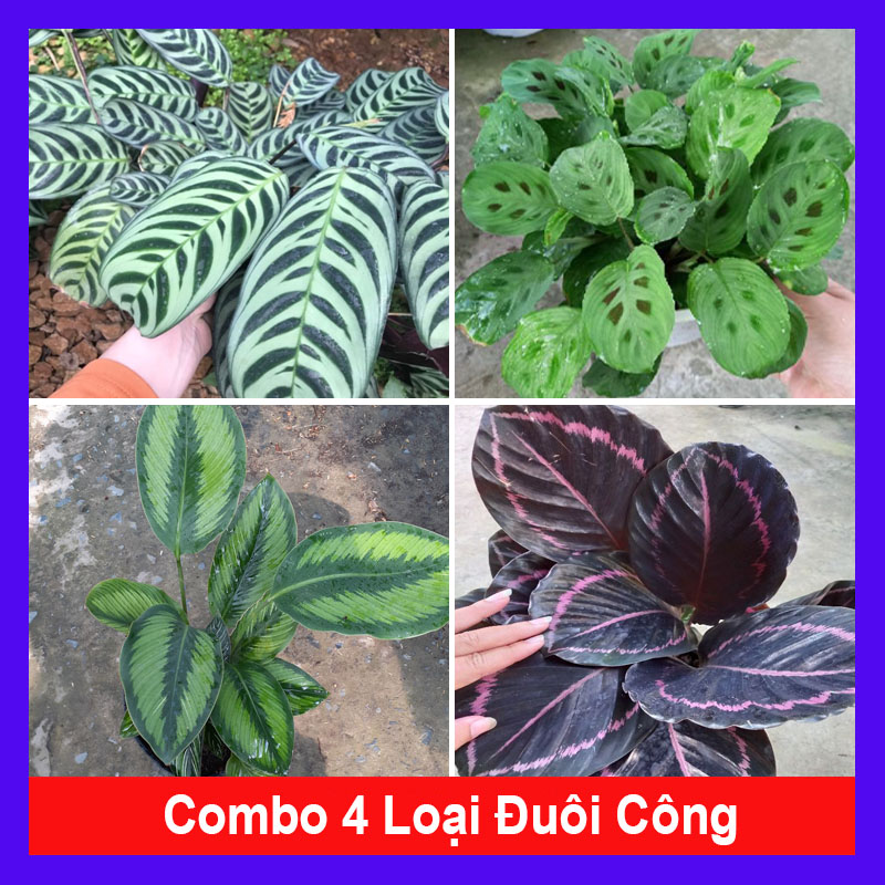 Combo 4 cây đuôi công - caykiengsadec