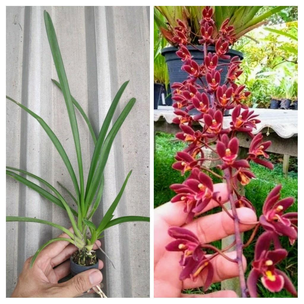 Lan Kiếm Gieo hạt