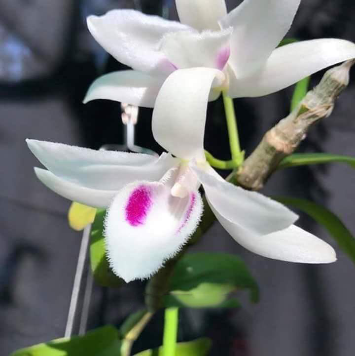 Lan PHI ĐIỆP 5ct PHÚ THỌ gieo hạt cây xanh sạch mầm gốc trên 2 vẻ đẹp thanh tao, hài hòa 5ctpt