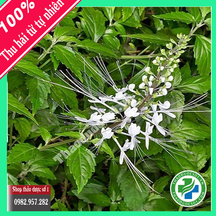 1kg cây râu mèo khô