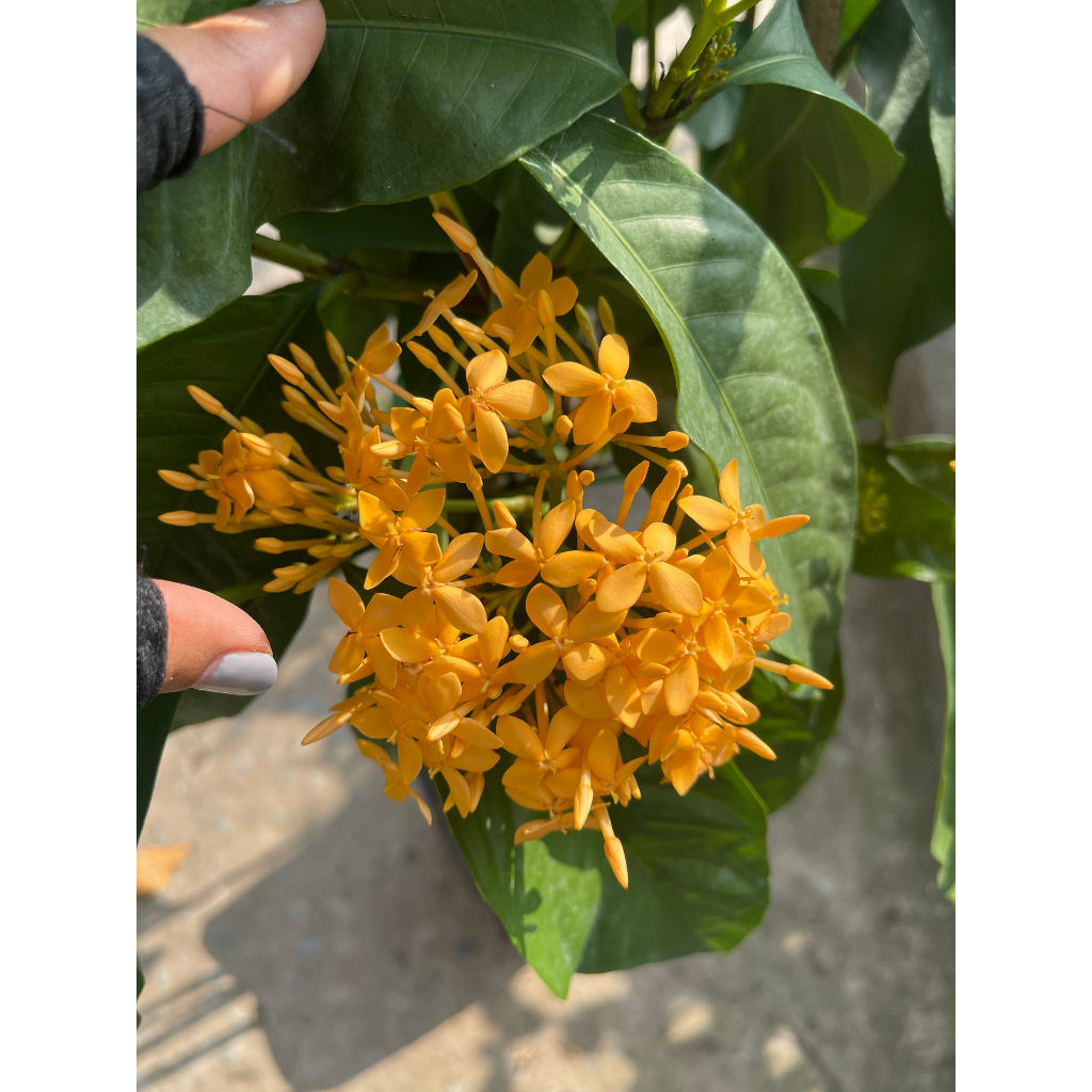 Chậu cây bông trang vàng Mỹ dáng tree