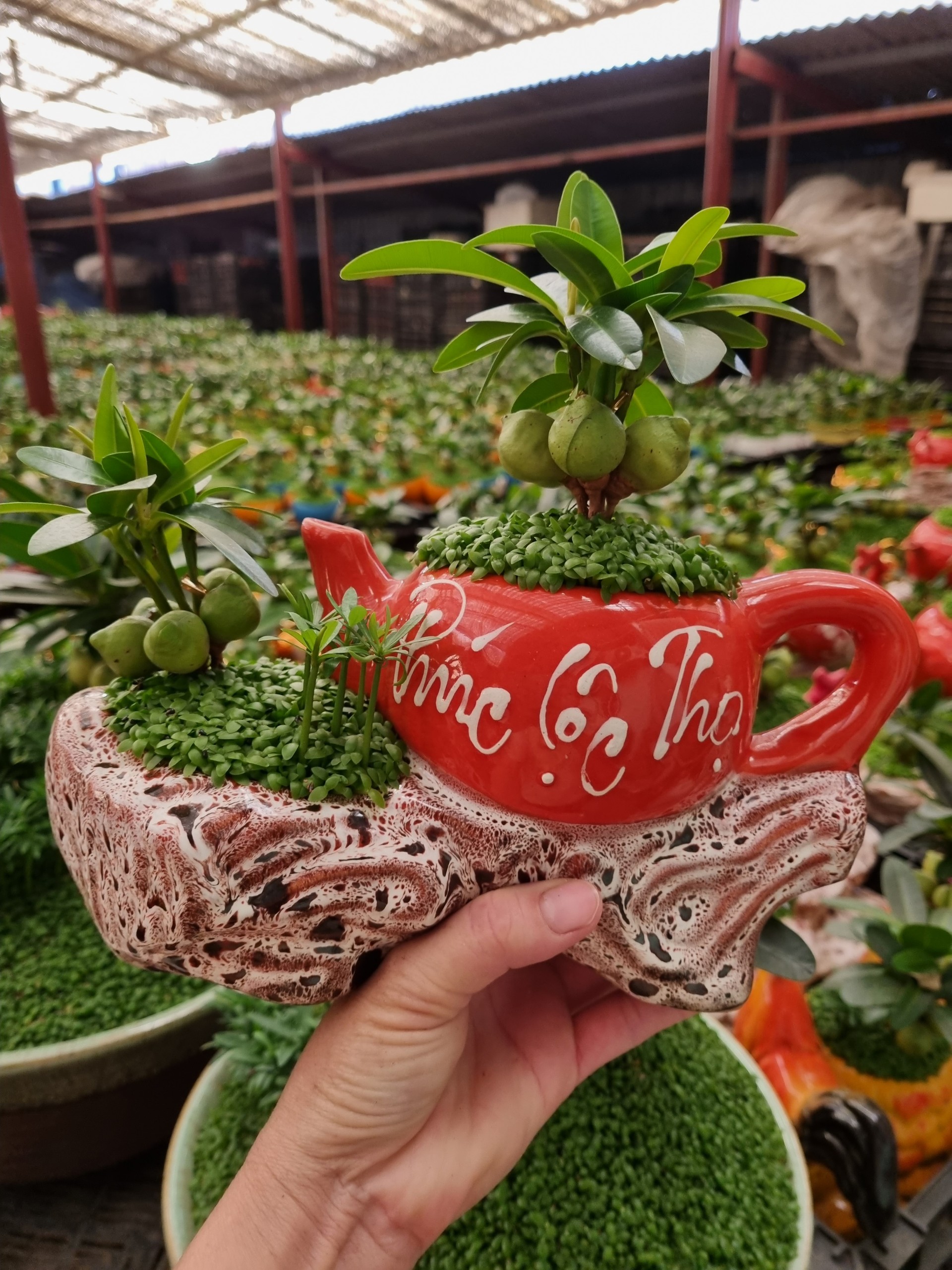 Cây Tài lộc bình trà / cây cảnh phong thủy để bàn