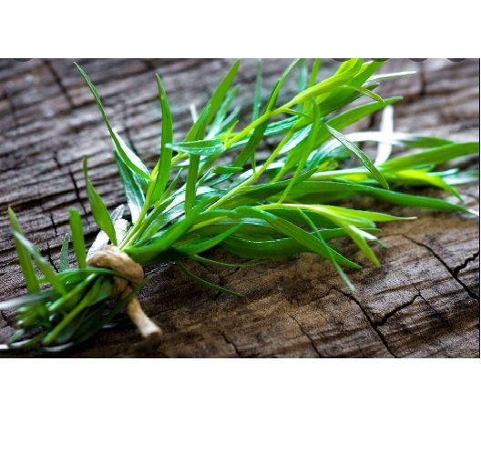 Lá tươi ngải giấm thơm tarragon fresh leaves 50g,100g