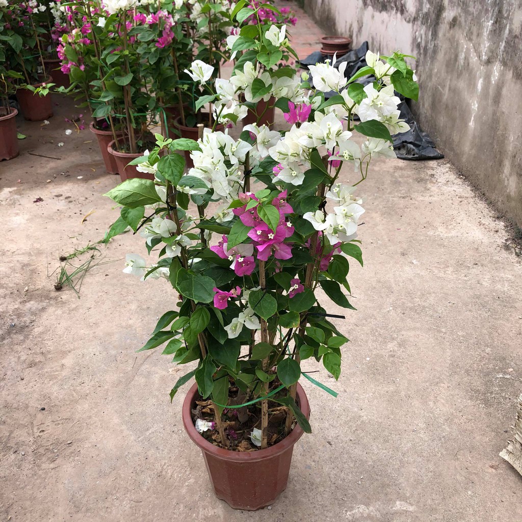 Cây hoa giấy Hai màu