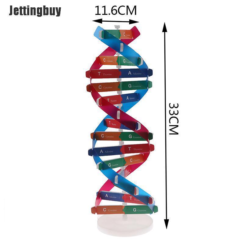 Cách làm mô hình ADN bằng ống hút và bằng giấy lớp 9  Beef Daily