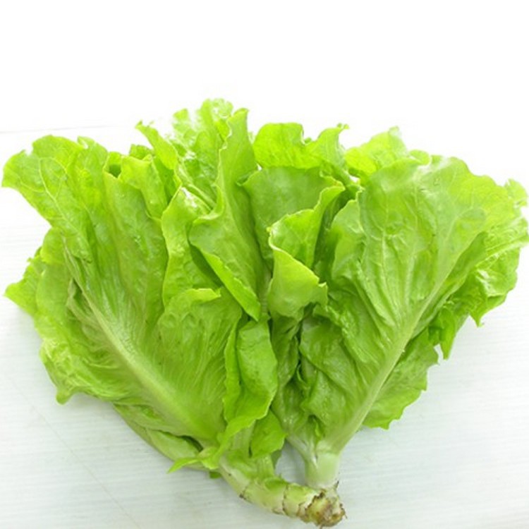 [Gói 10g] Hạt giống Xà Lách Mỡ dễ trồng, năng suất cao