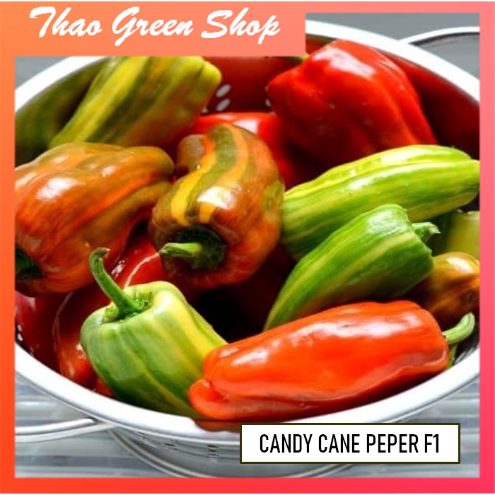 Hạt giống ớt trái cây candy f1 mỹ 5 hạt