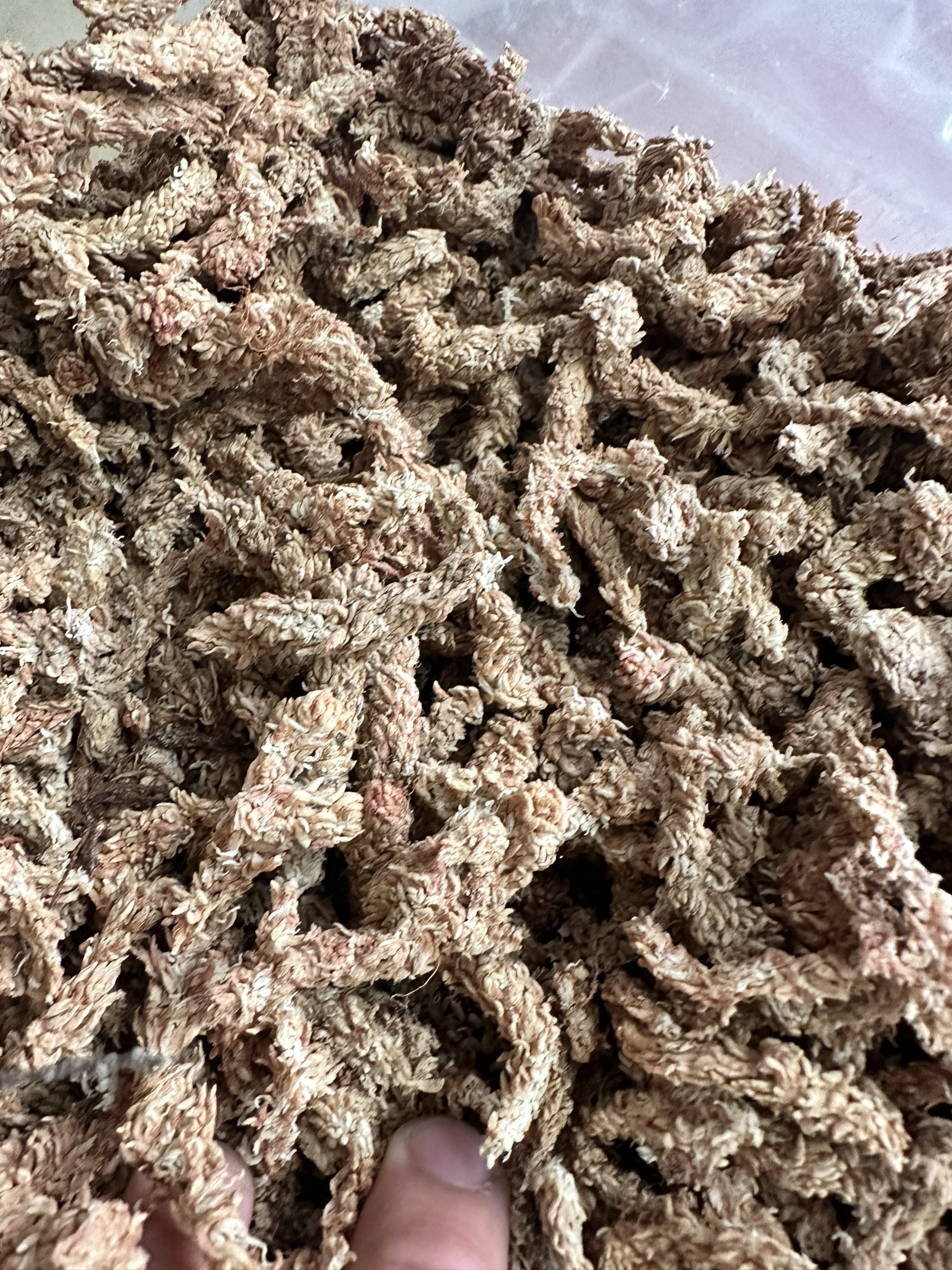 Rêu sâu Chile giúp giữ ẩm bề mặt chậu dành cho hoa lan, cây cảnh