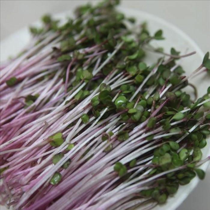 Hạt giống Rau mầm củ cải đỏ - 50g