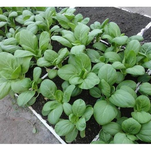 Hạt giống cải thìa cao sản gói 20gr hat giong rau sach thuy canh