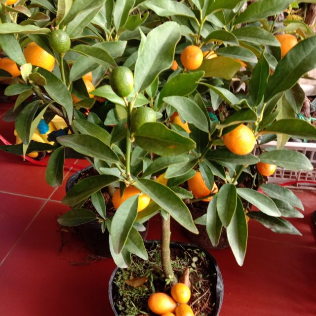 Cây quất ngọt mini, chất lượng đảm bảo, an toàn đến sức khỏe người sử dụng, đa dạng mẫu mã, màu sắc, kích cỡ