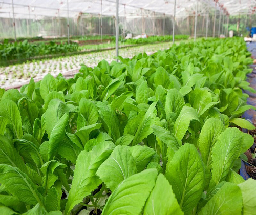 hạt giống Cải bẹ xanh mỡ