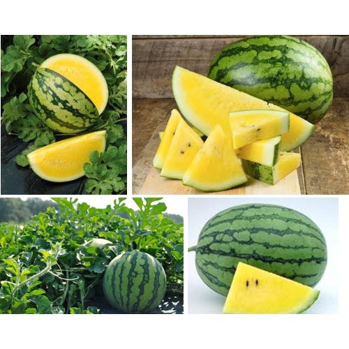 Hạt giống dưa hấu ruột vàng