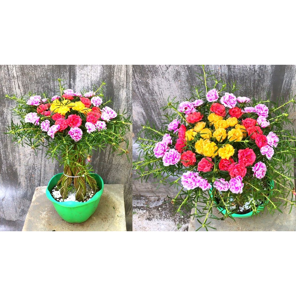 Gói 100 hạt giống hoa mười giờ trồng kiểu bonsai, tặng kích mầm