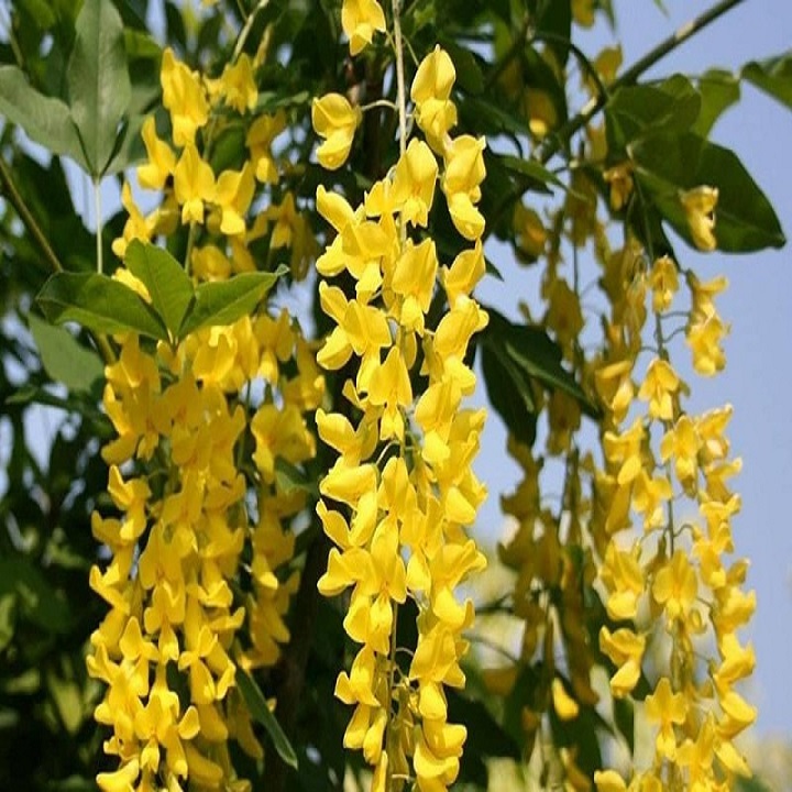 Hoa lan hoàng dương hoa leo rủ