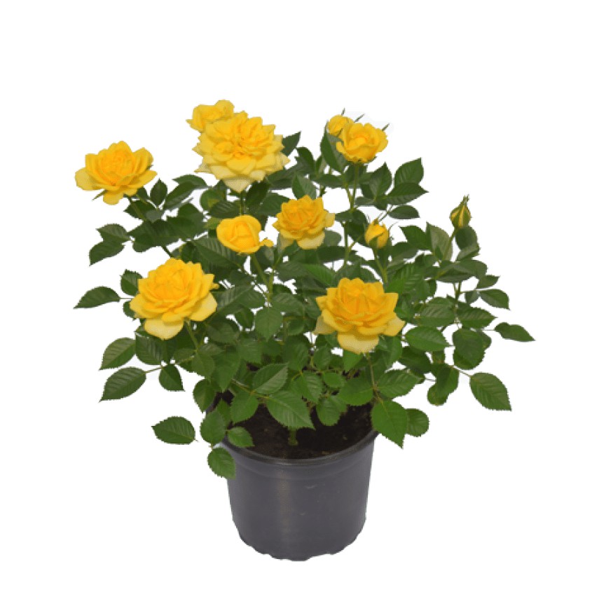 Cây hoa hồng siêu nụ nguyên bản trồng lâu năm, tùy chọn màu đỏ đậm, đỏ sọc, vàng, cam, hồng cây có bầu rễ tốt