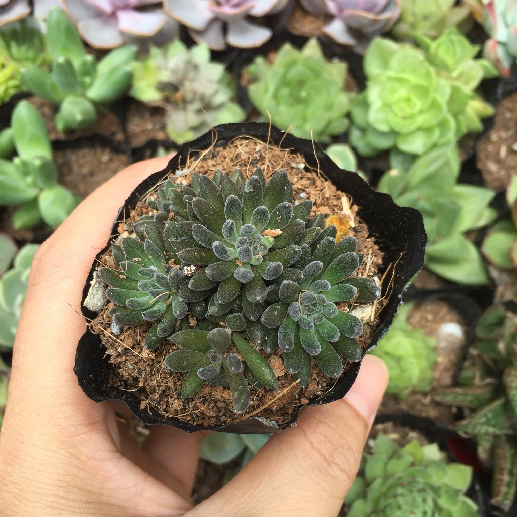 Sen đá nhím đen size bầu