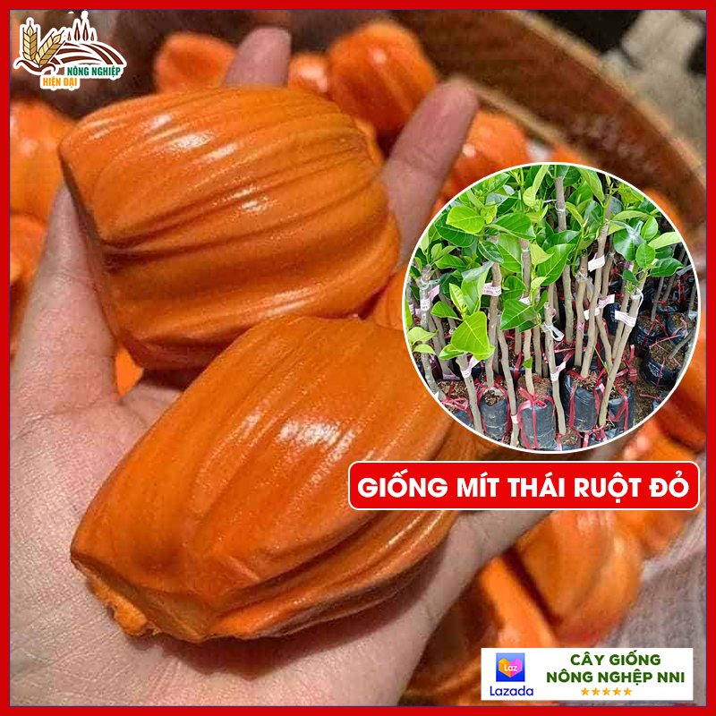 Cây giống mít sơ đỏ ruột đỏ ghép mắt sinh trưởng nhanh, dễ sống trong nhiều điều kiện khí hậu