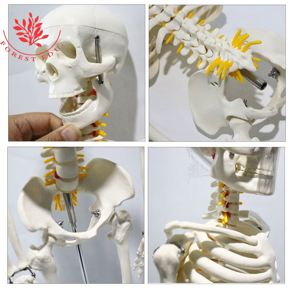 Mô hình bộ xương người giải phẫu frt005 85cm xương trắng bao gồm rễ thần