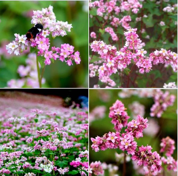 Hạt Giống Hoa Tam Giác Mạch - 1 gói 10gram