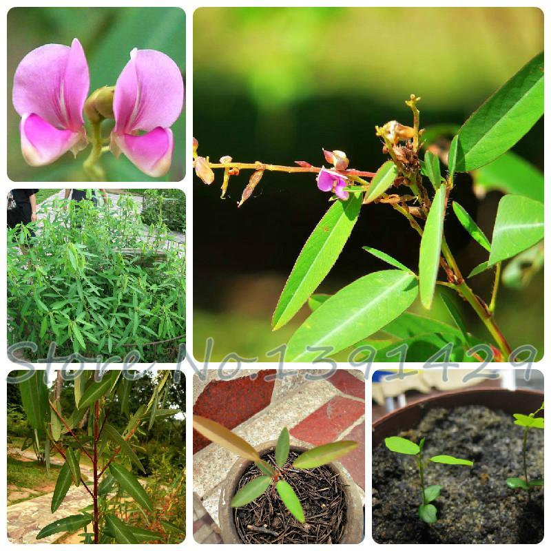 - Hạt giống nhảy múa giá rẻ