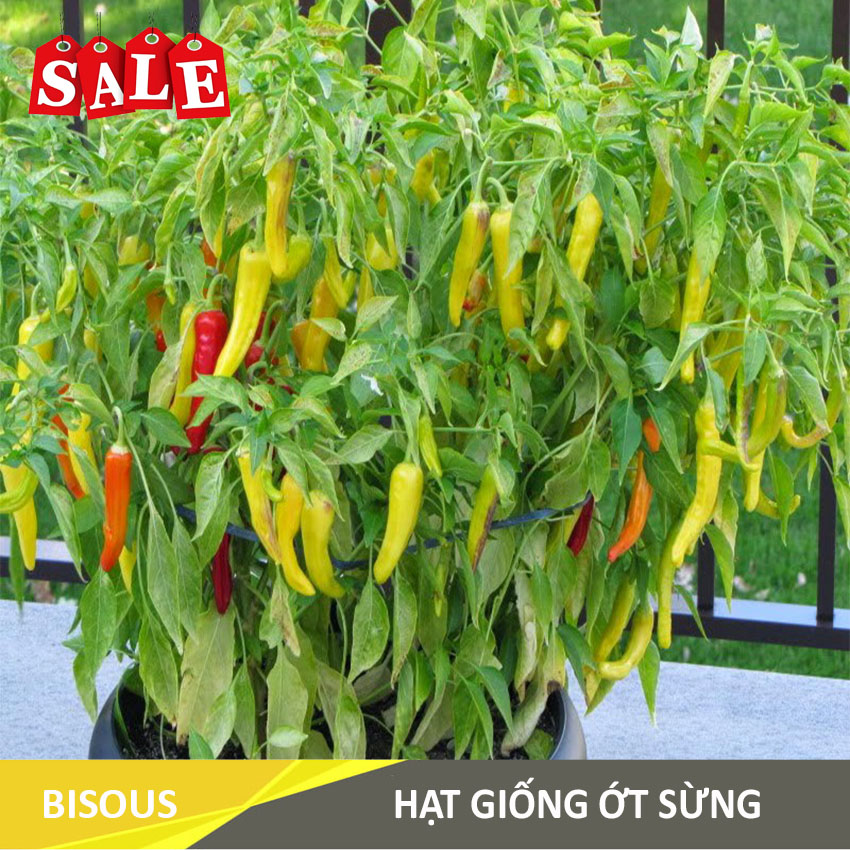 Hạt giống ớt sừng gói g14 bisous klt 100mg