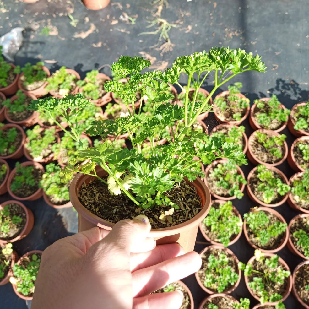 Cây ngò Tây Parsley
