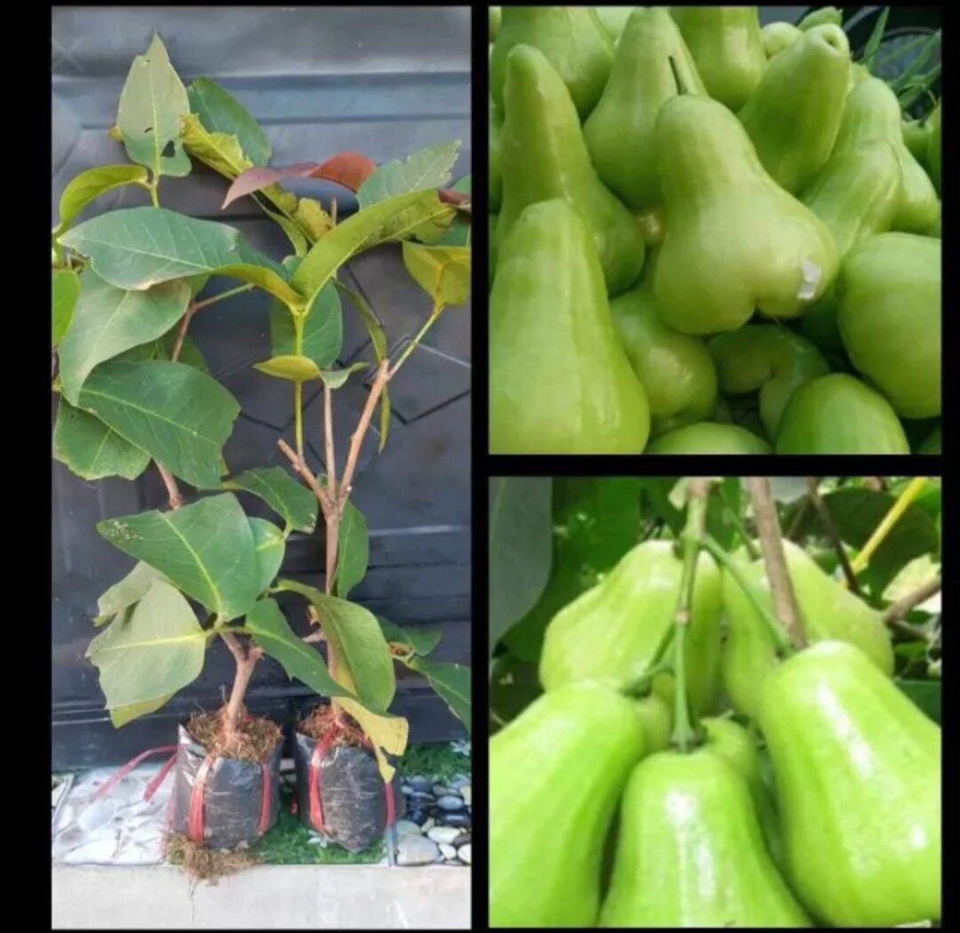 Cây mận xanh tam hoa