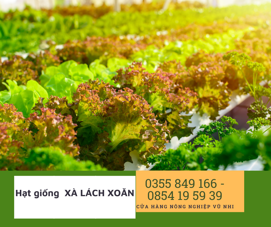Hạt giống xà lách xoăn tím 2gr