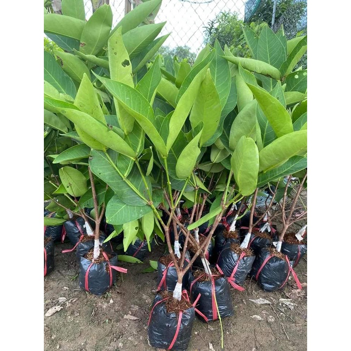 Cây roi xanh giống , mận xanh ghép