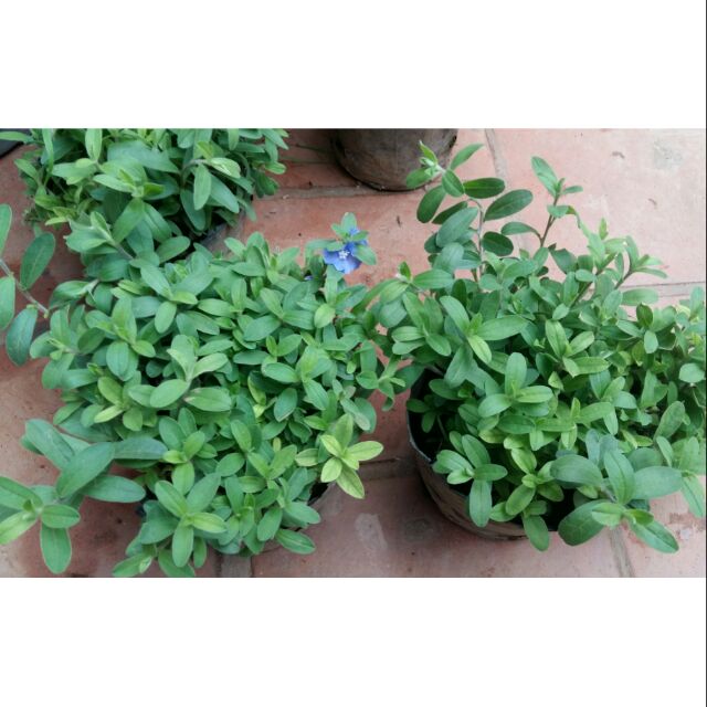 Thanh Tú Hàng Bầu