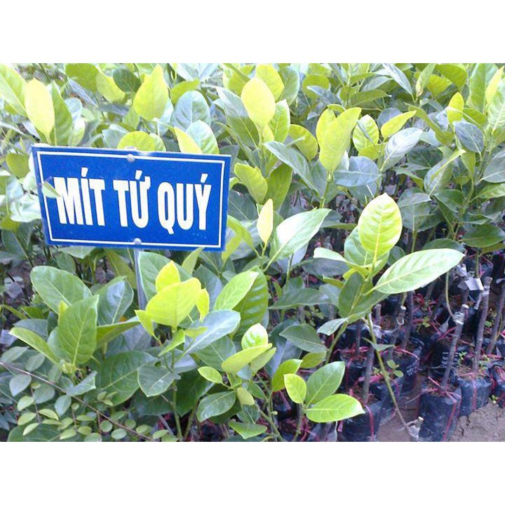 Cây giống mít tứ quý nghê quả quanh năm cao 80cm - 1m
