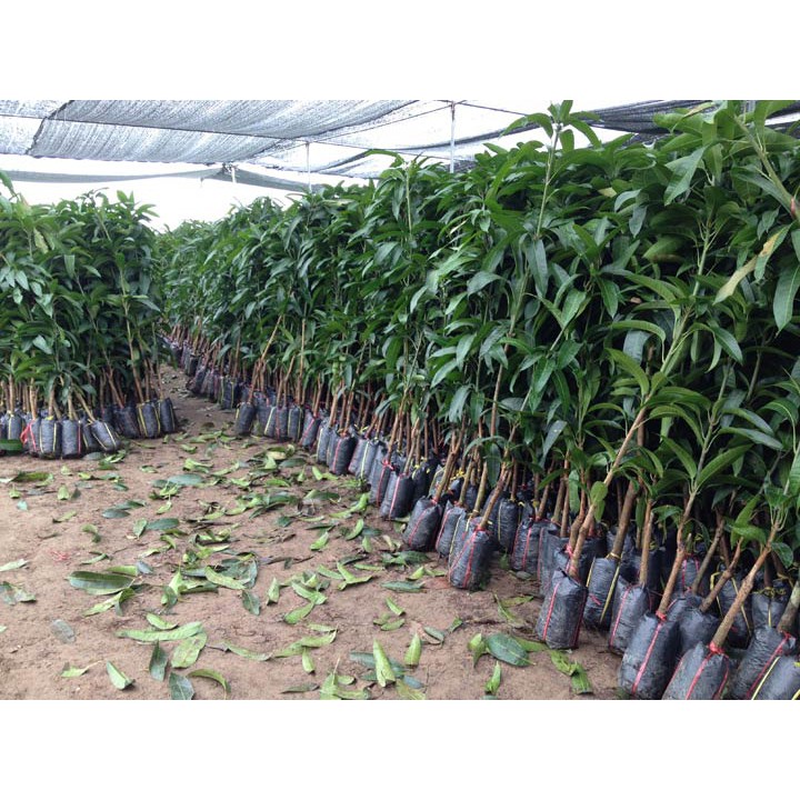 [ Xả - Cắt Lỗ] Cây Xoài Thái