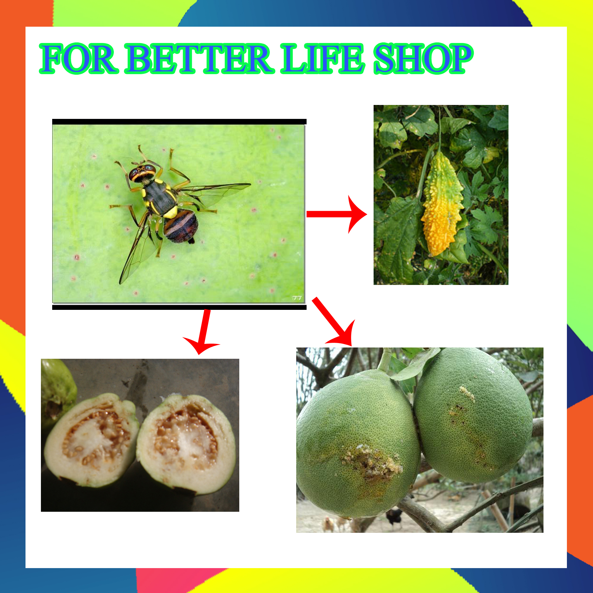Bộ 2 hộp Thuốc dẫn dụ diệt ruồi vàng VIZUBON - D (bao gồm 2 chai thuốc diệt ruồi + 2 chai dẫn dụ)