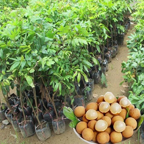 Cây giống nhãn hạt lép thái lan siêu ngon siêu quả- giống chuẩn f1