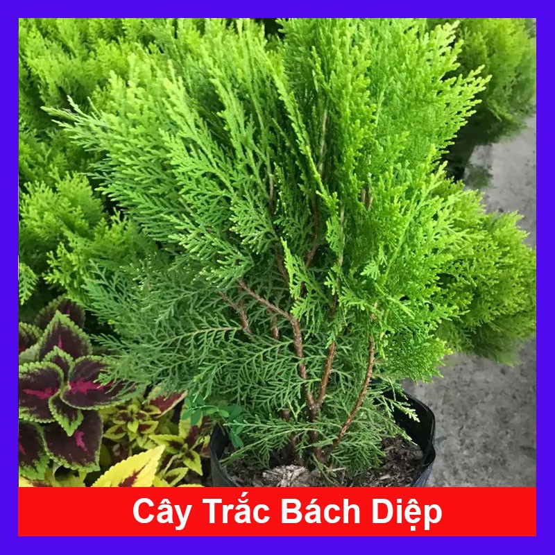 Cây trắc bách diệp - cây cảnh trong nhà - cây cảnh để bàn - caykiengsadec