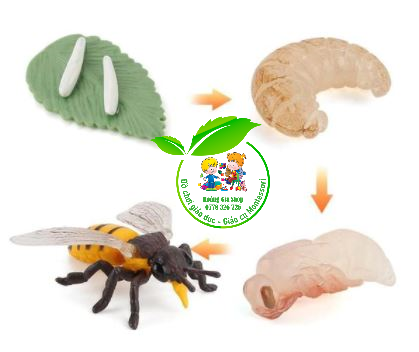 Mô hình vòng đời của Ong - Bee life Cycle