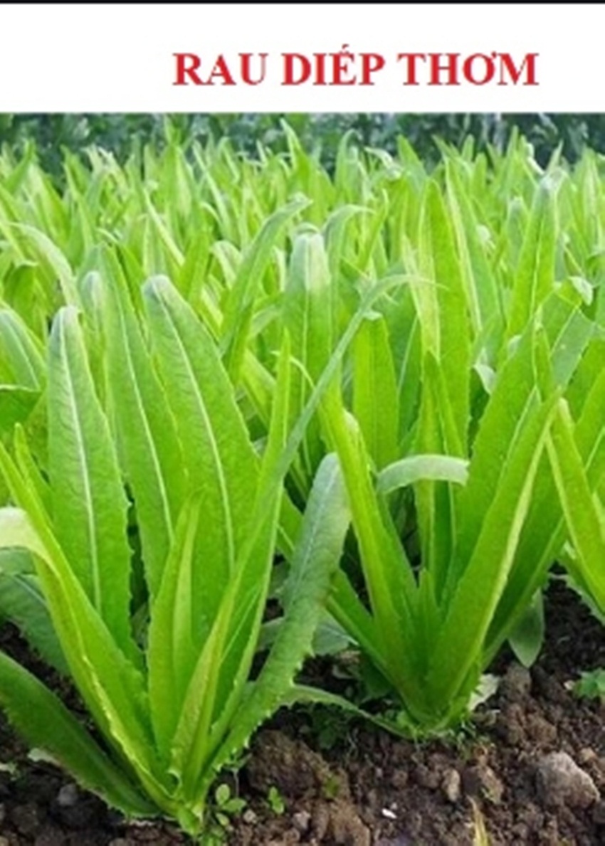 5 gam Hạt giống rau diếp thơm tặng kích mầm