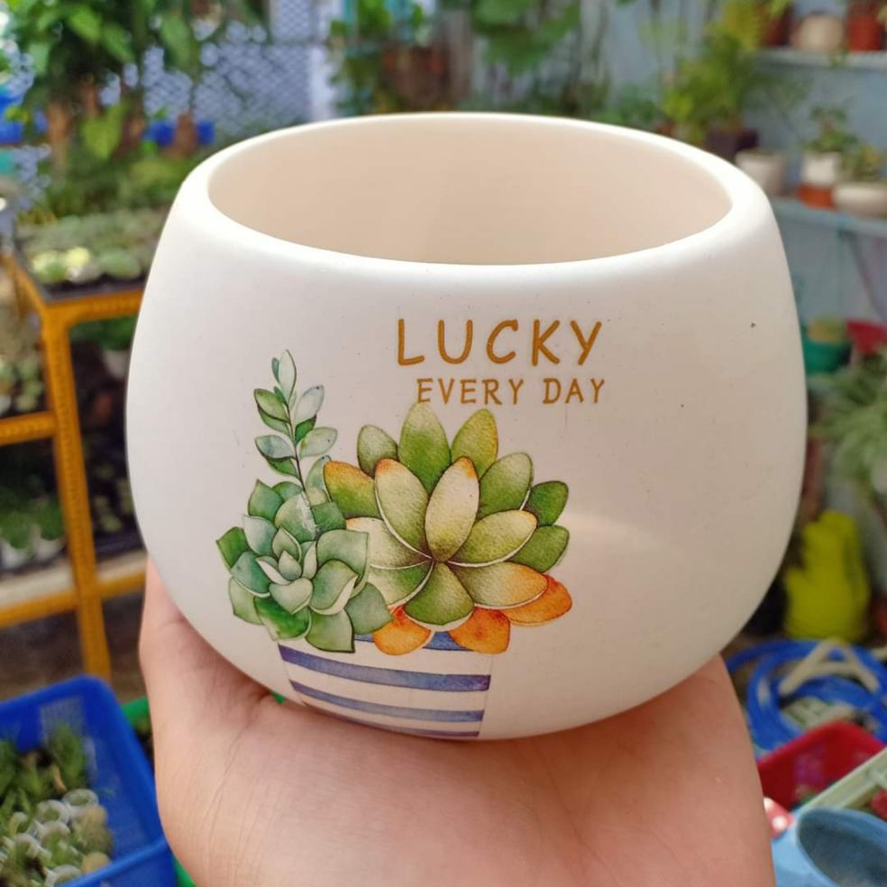 Chậu sứ trồng cây