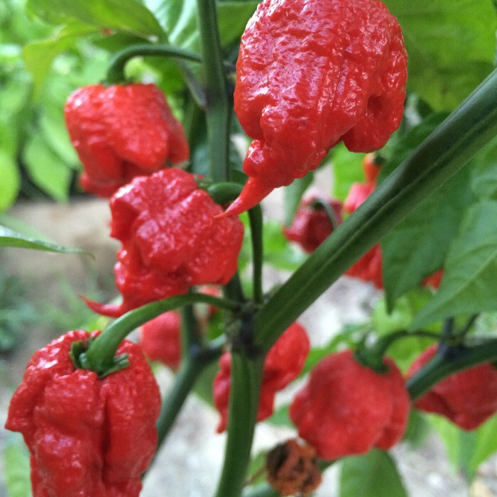 Hạt giống Ớt Carolina Reaper 10 hạt, cay nhất thế giới