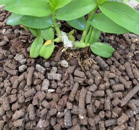 Phân Bón Hữu Cơ Đa Năng - Cho Cây Ăn Trái Rau Sạch Hoa Cảnh Túi 500Gr-1kg